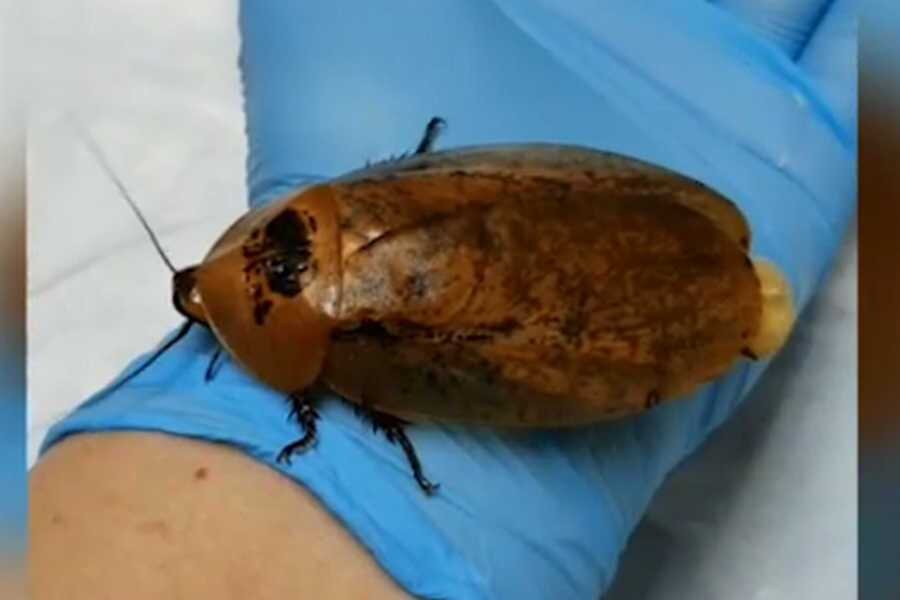 Стоп-кадр «ТВК»