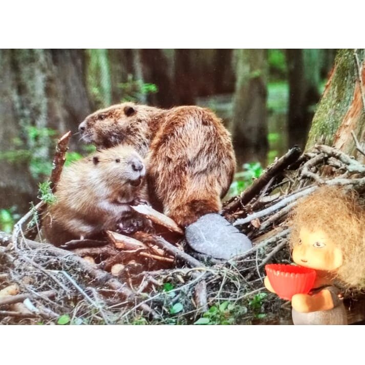  Фото бобров из открытого источника. Яндекс Картинки