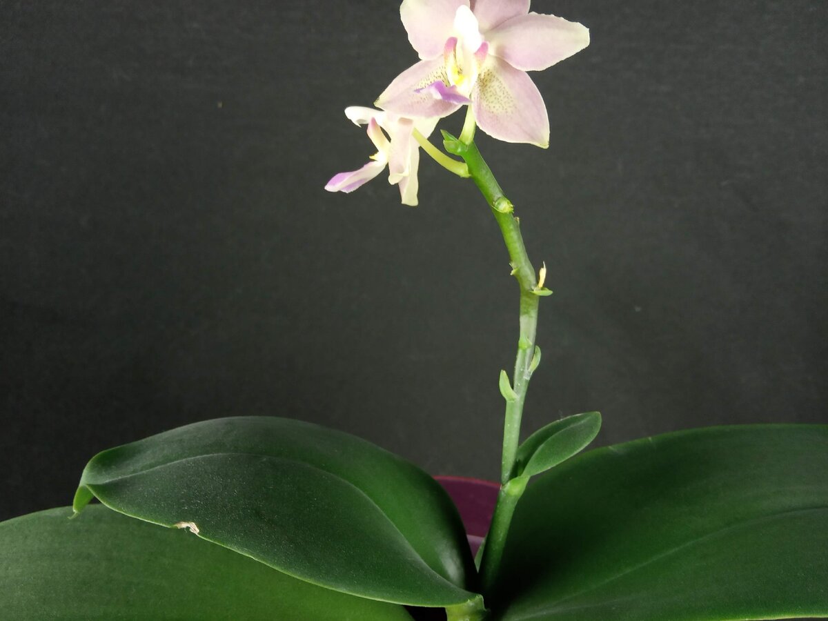 Phalenopsis Tzu Chiang Balm