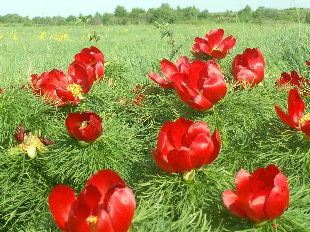 Лазоревый цветок Степной пион