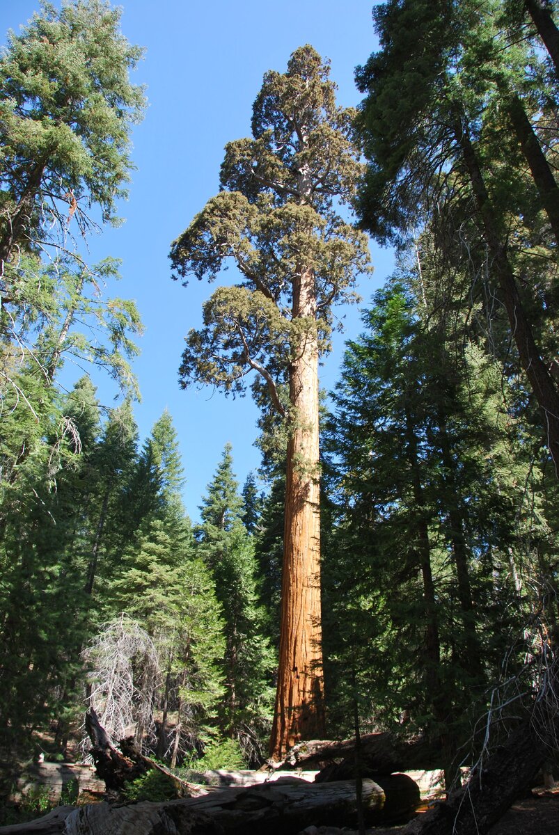 Вот она, Sequoia sempervirens.