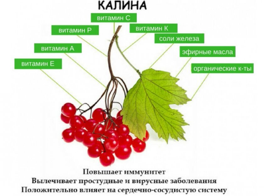 Горьковатый привкус калины смягчается когда ягоды прихватит мороз схема
