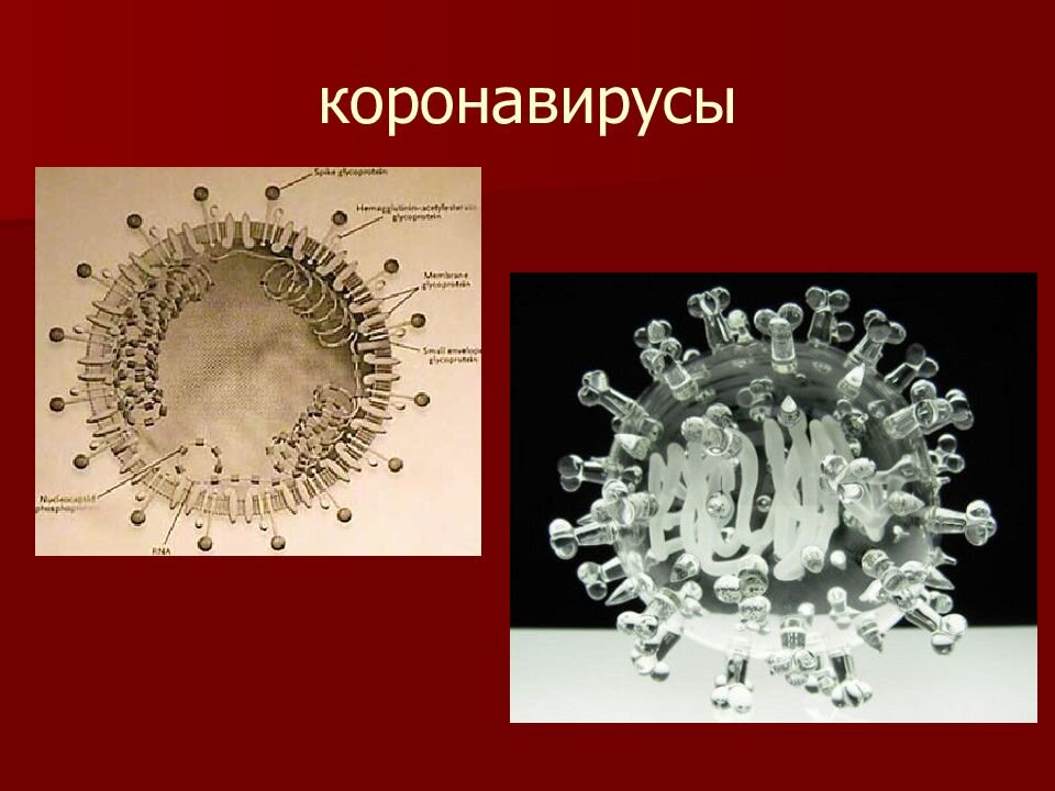 Презентация по теме коронавирус