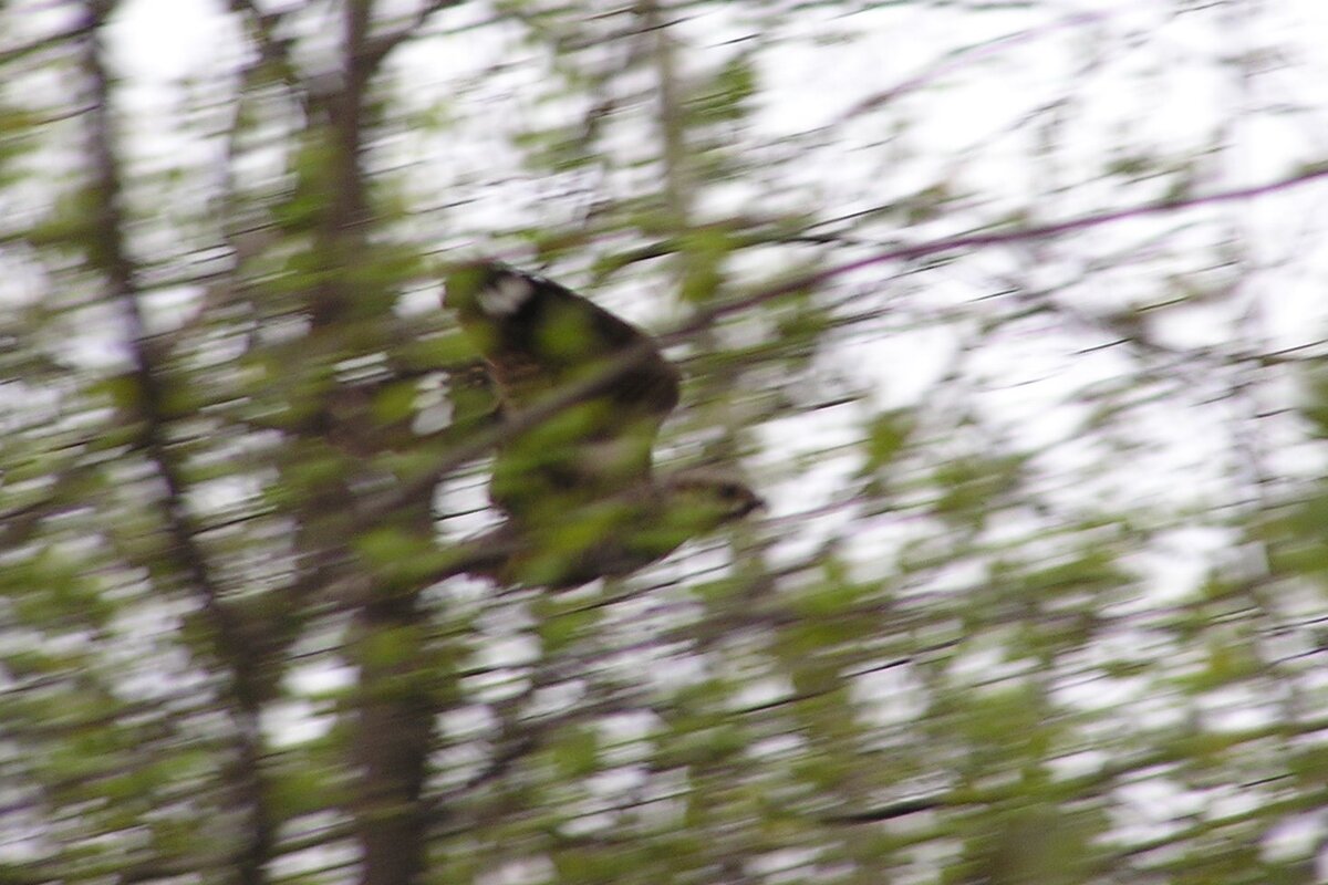 Полёт козодоя.