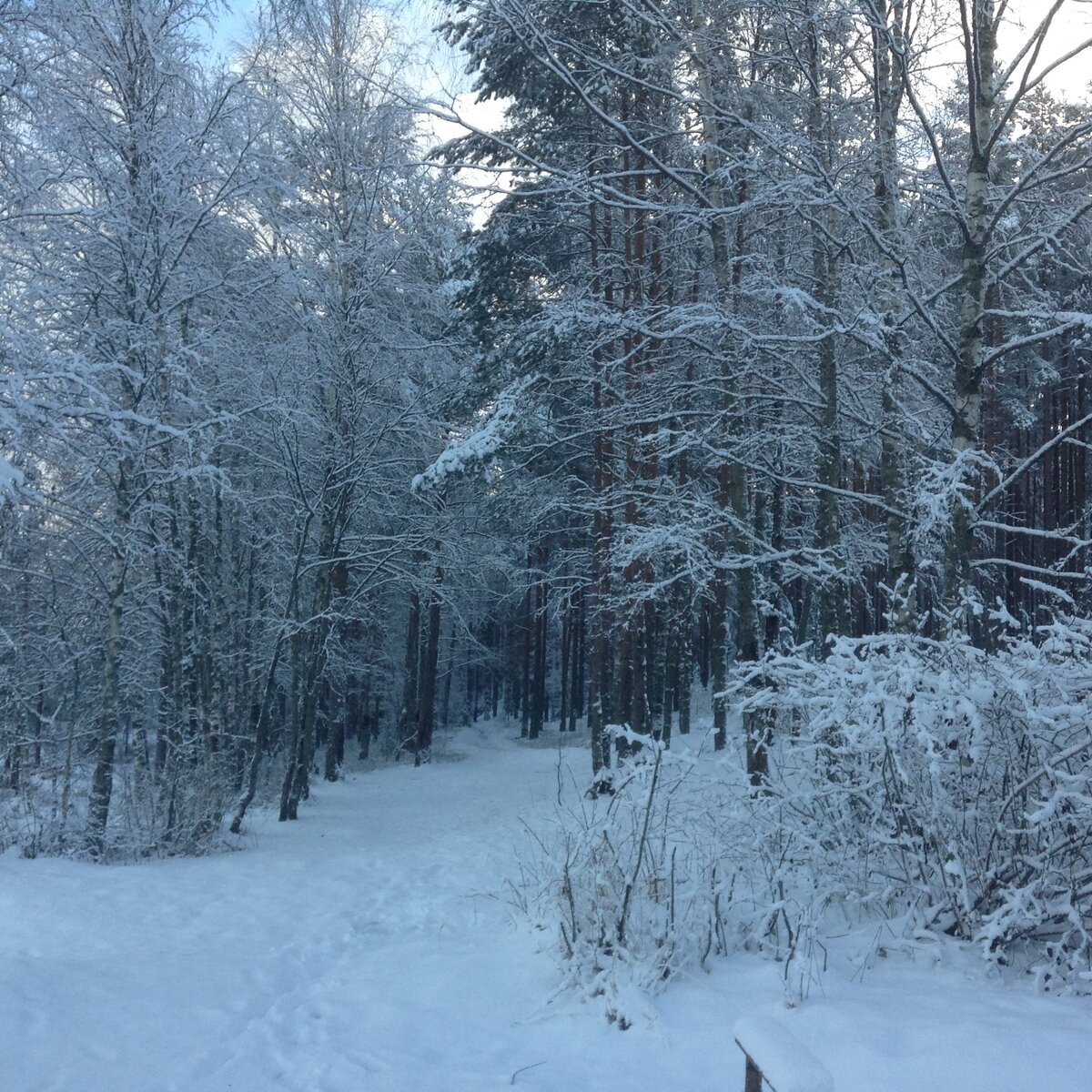Карельский лес
