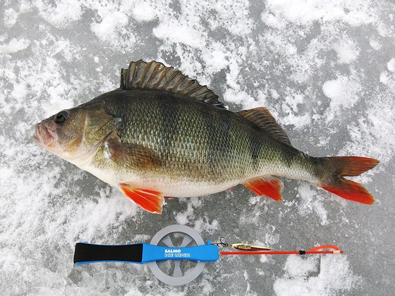 Не всякая снасть способна выдержать сопротивление горбача