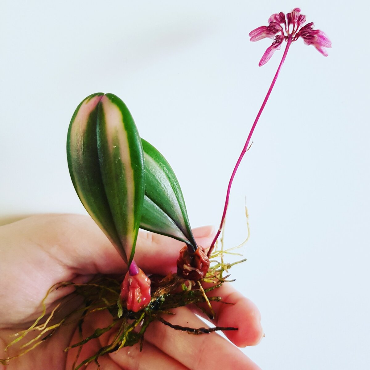 Вариегатный бульбофиллум