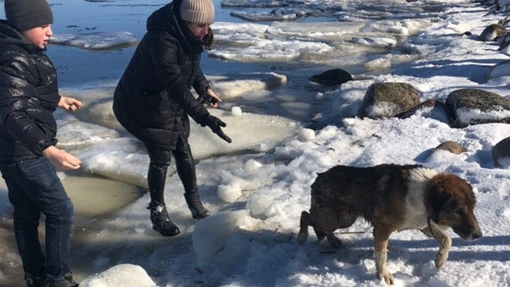 Глеб, мама и собака