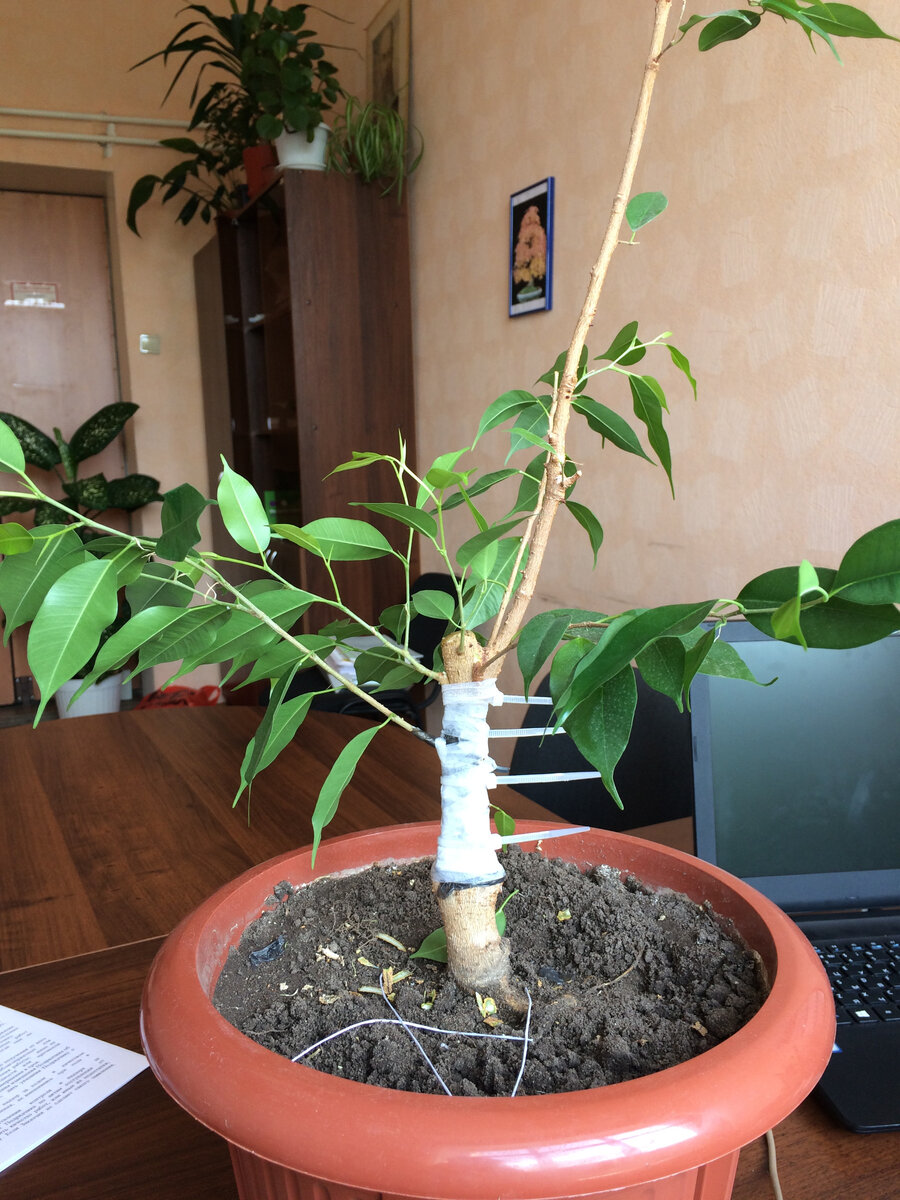 все веточки плотно закрепил на стволе и по максимуму ограничил доступ света и кислорода на месте присоединение...