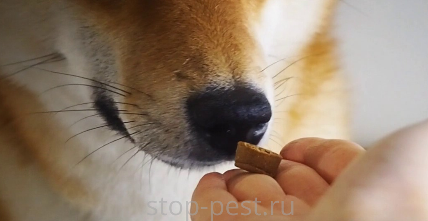 фото сайта https://stop-pest.ru