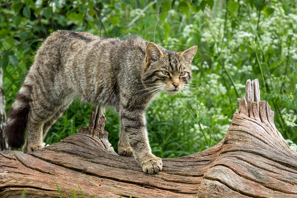 Европейский дикий кот