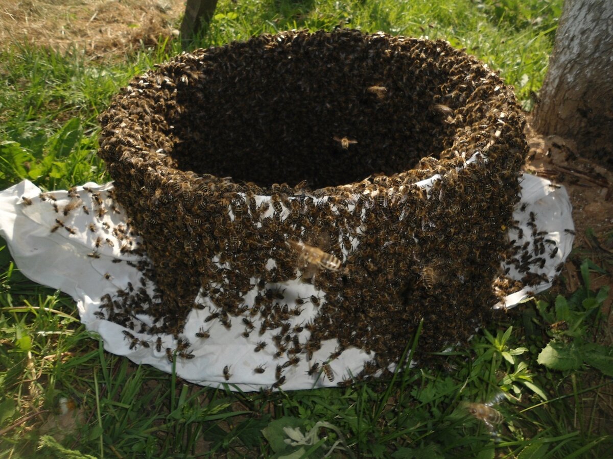 Рамконос пчеловода, 6-ти рамочный НА ГВОЗДЯХ (рабочий ящик)