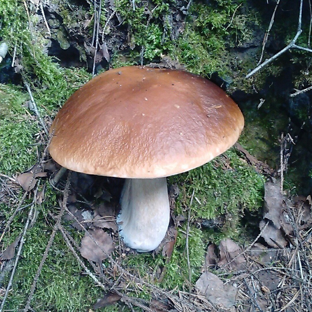 спрятался от меня в яме, я помню, проходя мимо ямы случайно заметил его, теперь всегда осматриваю ямы