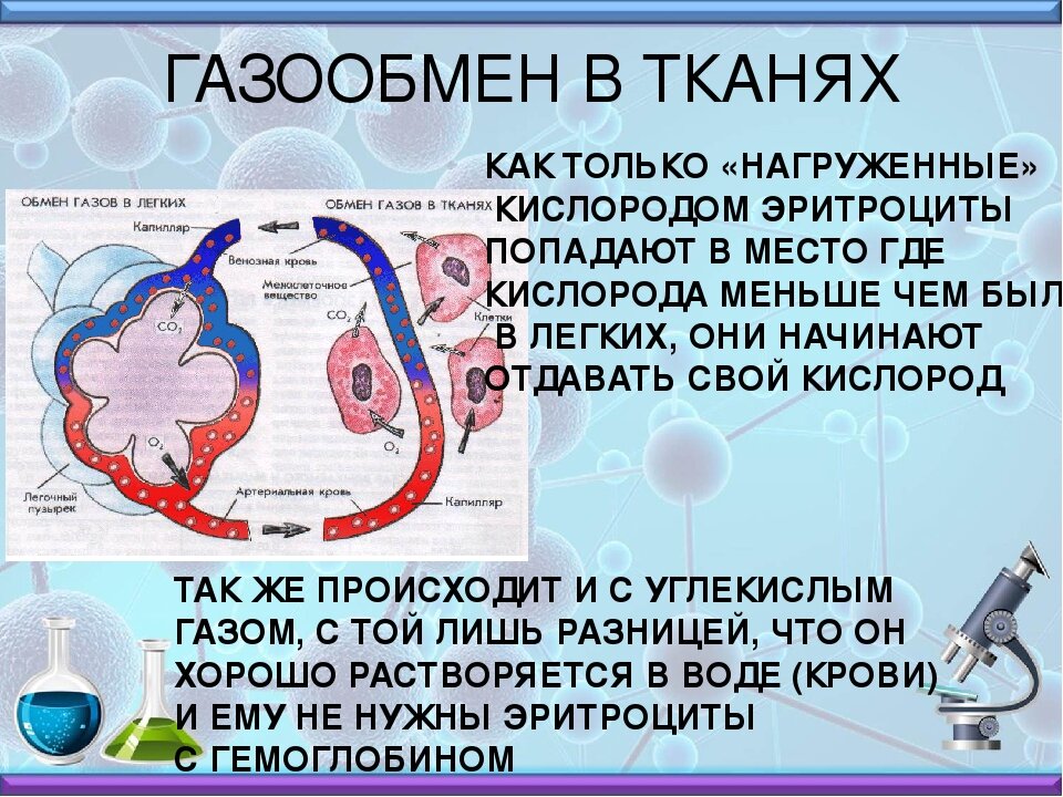 Кислород определяемый в воде. Газообмен в организме. Дыхание это газообмен в легких. Газообмен в крови человека. Газообмен в органах и тканях.