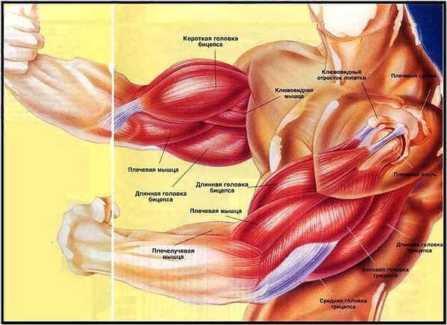 Бицепс и трицепс это мышцы