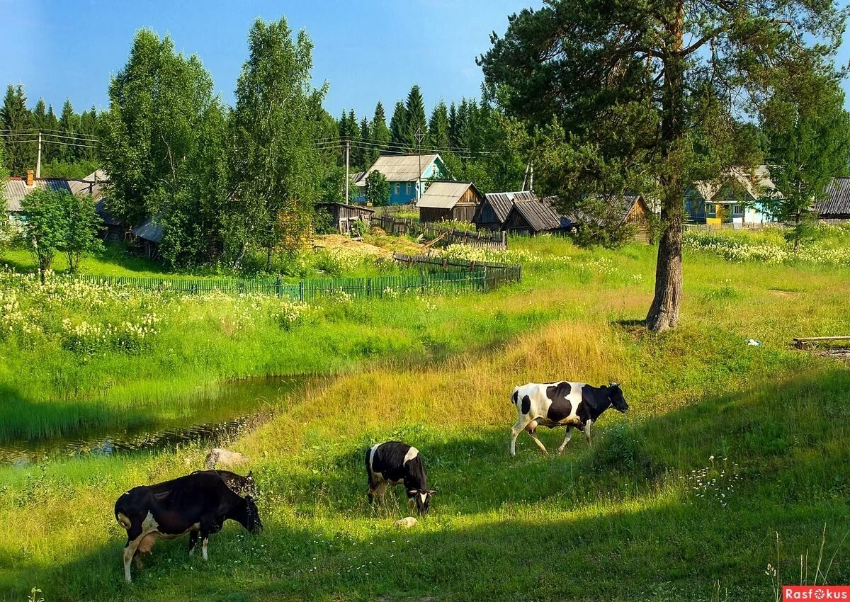 Лето в деревне ( фото из свободных источников).