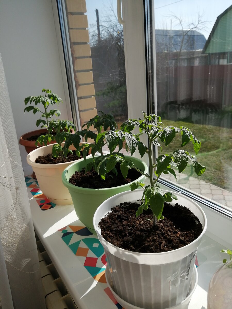 Мои экспериментальные помидорки