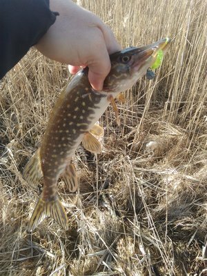 Кличко вчера сегодня завтра. Несколько часов спустя. Через пару часов после. Столько было планов а потом я поела. Как найти скорость теплохода против течения.