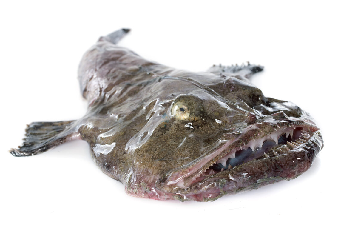 страшная рыба которую продают без головы фото