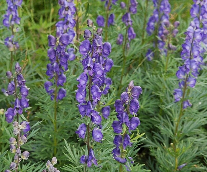 Аконит джунгарский