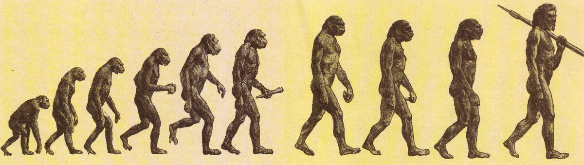 Какая появилась 1. Эволюционная теория Дарвина. Теория Дарвина о эволюции человека. Чарльз Дарвин теория эволюции человека. Теория Дарвина о происхождении человека.