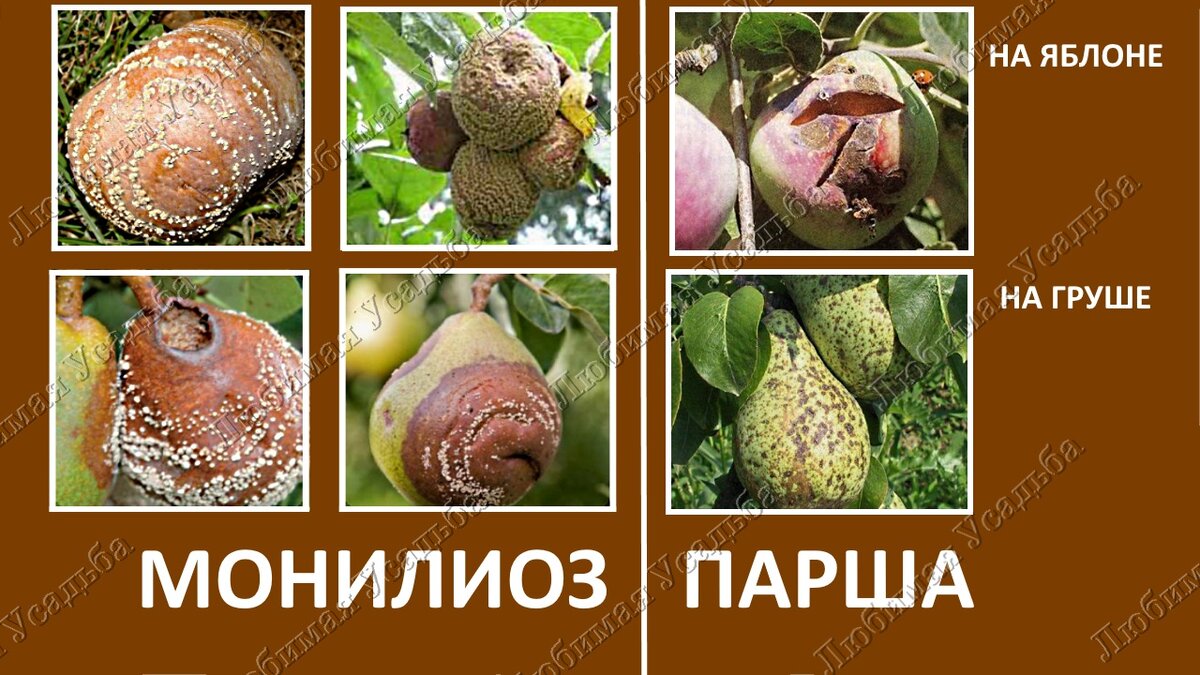 монилиоз и парша на семечковых