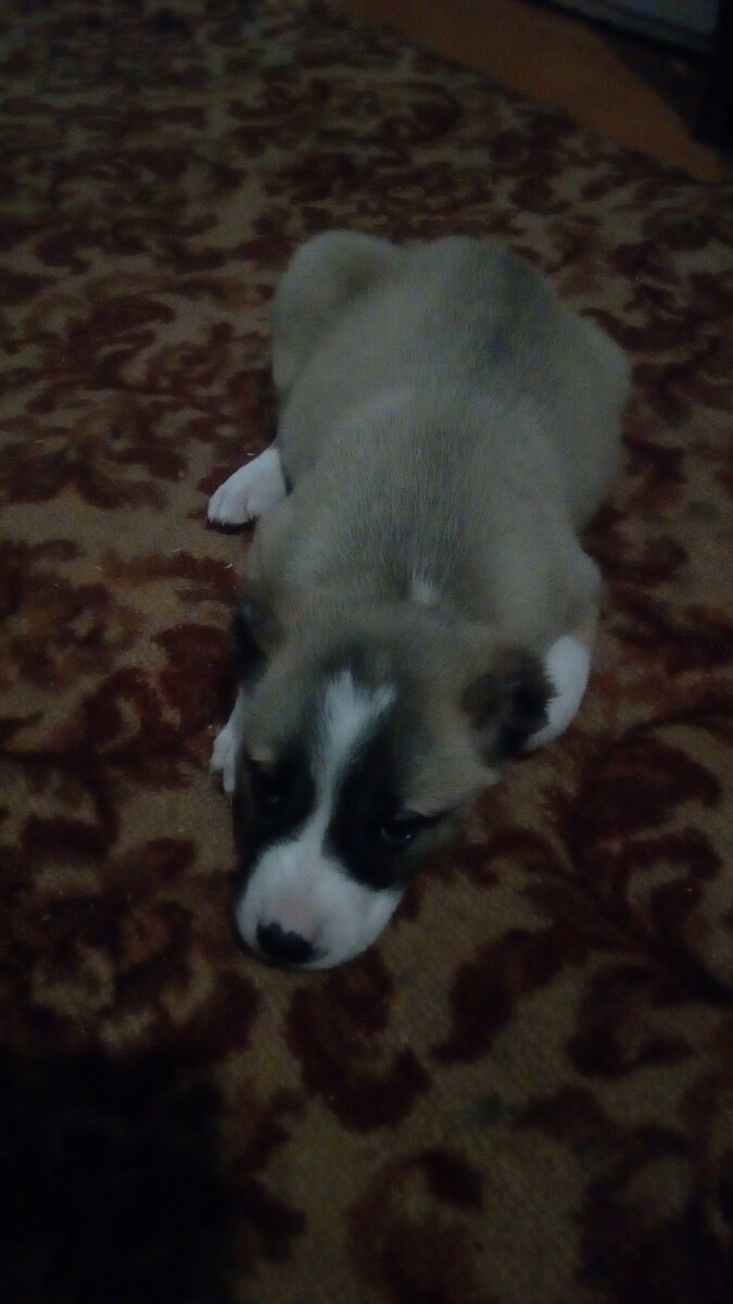 Зная, как правильно воспитывать алабая, вы вырастите преданного друга и защитника