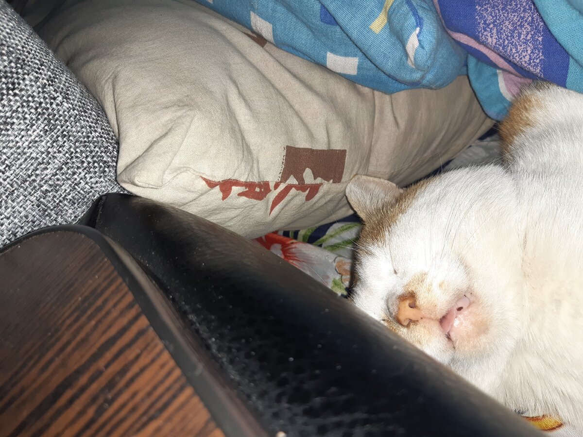 Здесь Мурзик охранял меня когда я болела