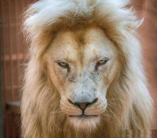 Изображение взято с портала https://yandex.ru/images.