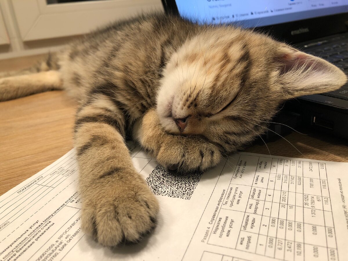 Так сладко спит