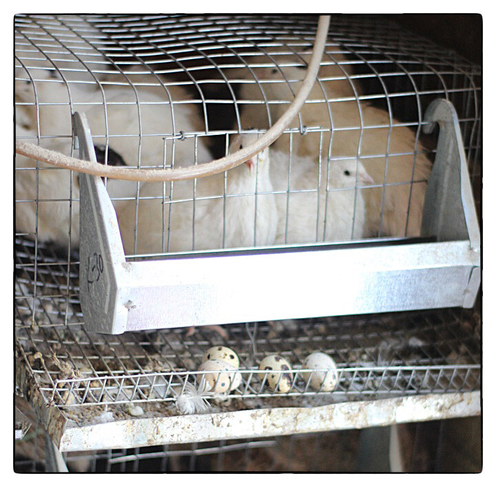 Техасские перепела в клетке