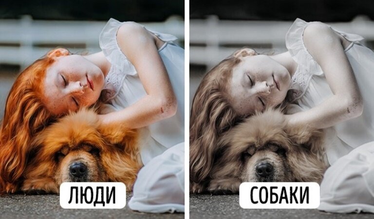 Факты , собаки ,зрение