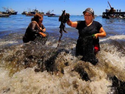 Сборщицы морских водорослей за работой (Фото Fundación Chinquihue, Чили).