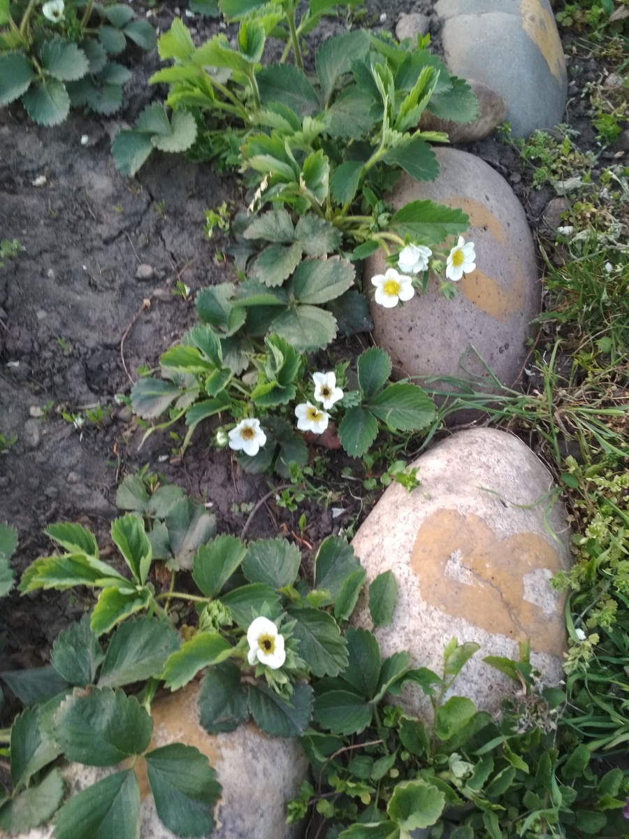 Скоро будем есть свою клубнику