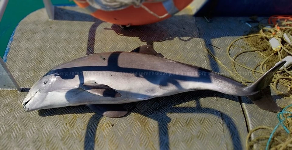 Азовки часто погибают в жаберных сетях. Фото: Центр реабилитации дельфинов «Безмятежное Море»