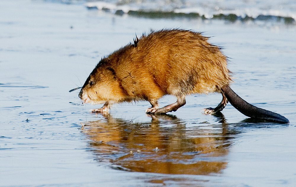 Ондатра в центре города Куйбышева: находка и спасение.