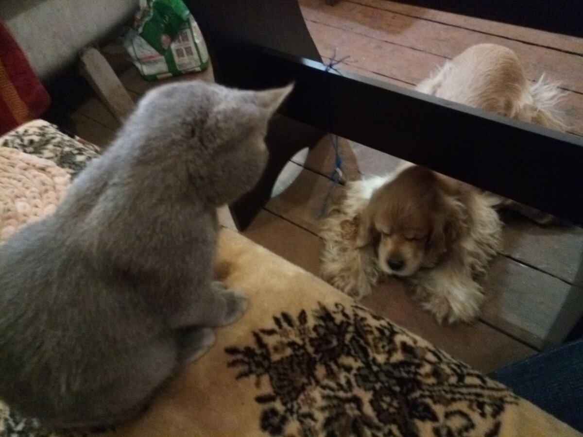 Повелитель кокер-спаниелей...