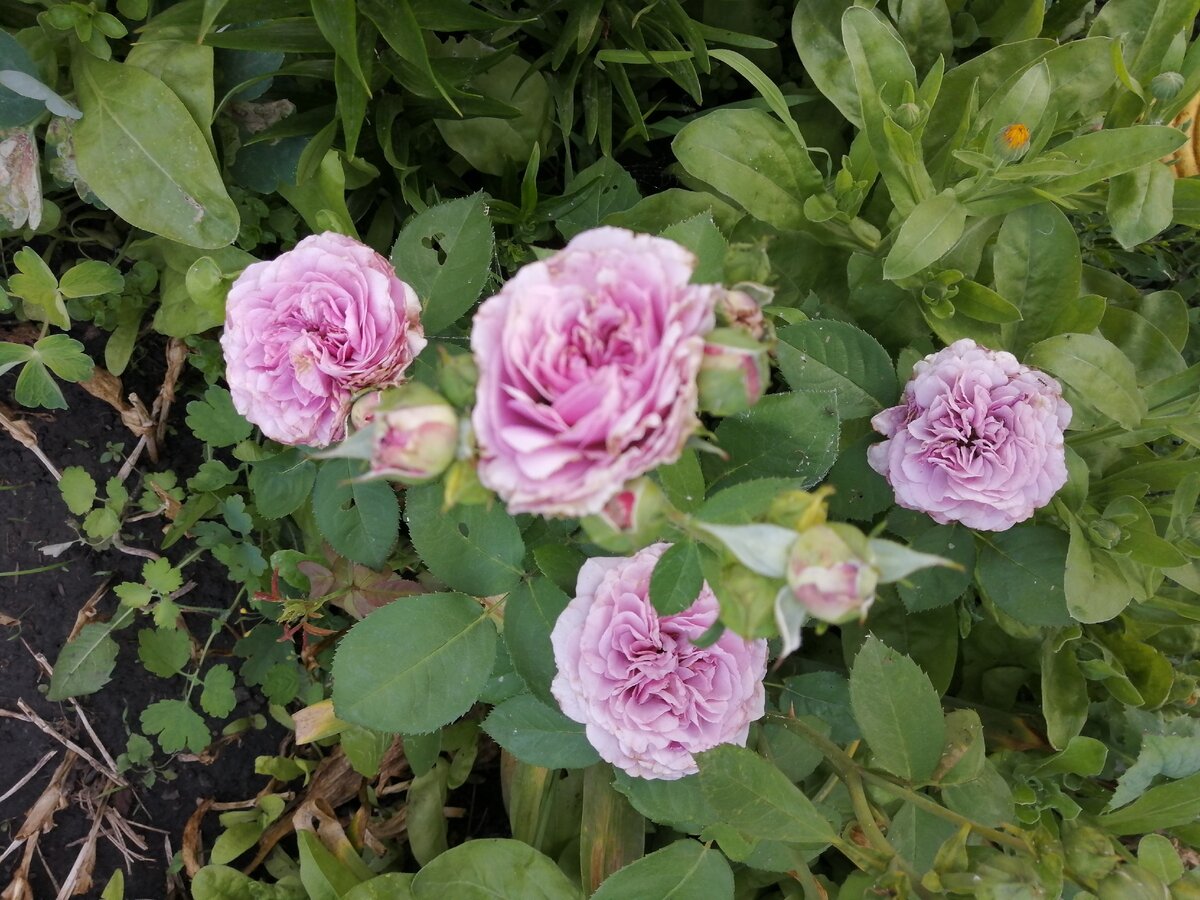 Лавандер Айс Lavender Ice