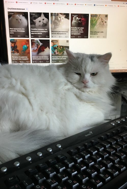 Пишу про кота с котом. Он всегда сидит рядом. Мои первые статьи, обратите внимание на экран 