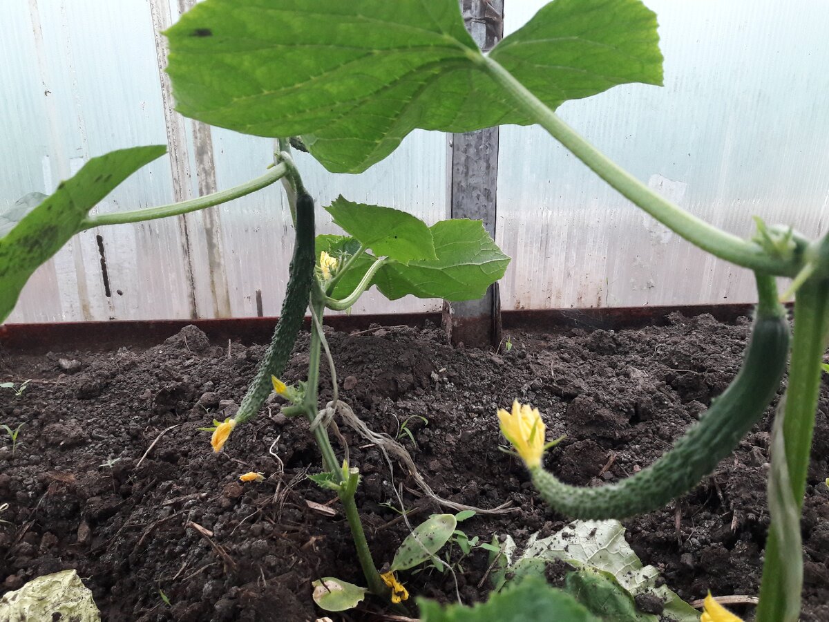 Китайский холодоустойчивый F1 в поликарбонатной теплице.