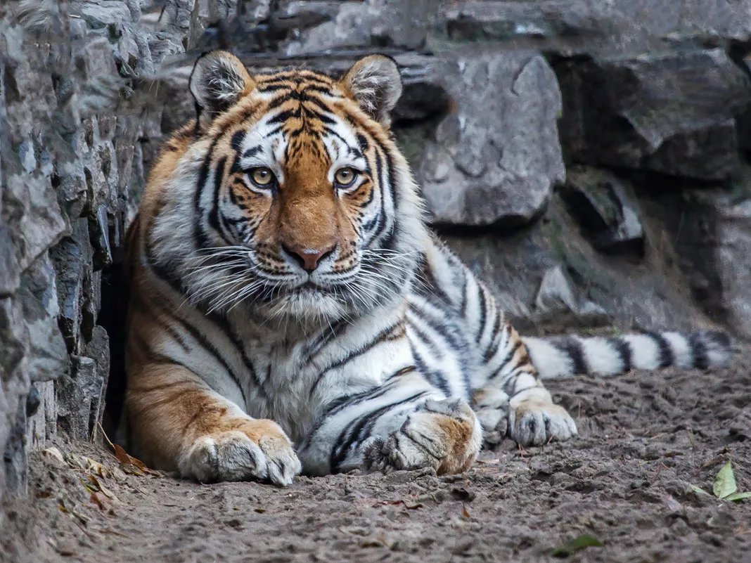 Амурский тигр (взято из интернета)