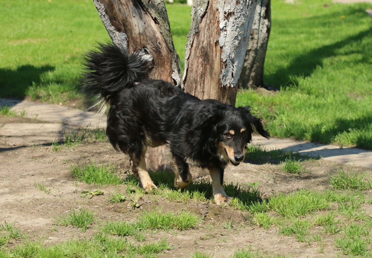 Лапки короткие, но сам увесистый