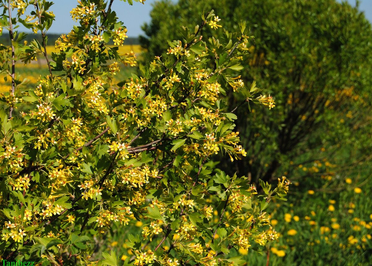 Смородина золотистая. Смородина золотистая (ribes Aureum Pursh). Сморо́дина золоти́стая ( ribes Aureum ). Смородина золотистая (ribes Aureum) кустарник. Смородина золотистая Мускат.