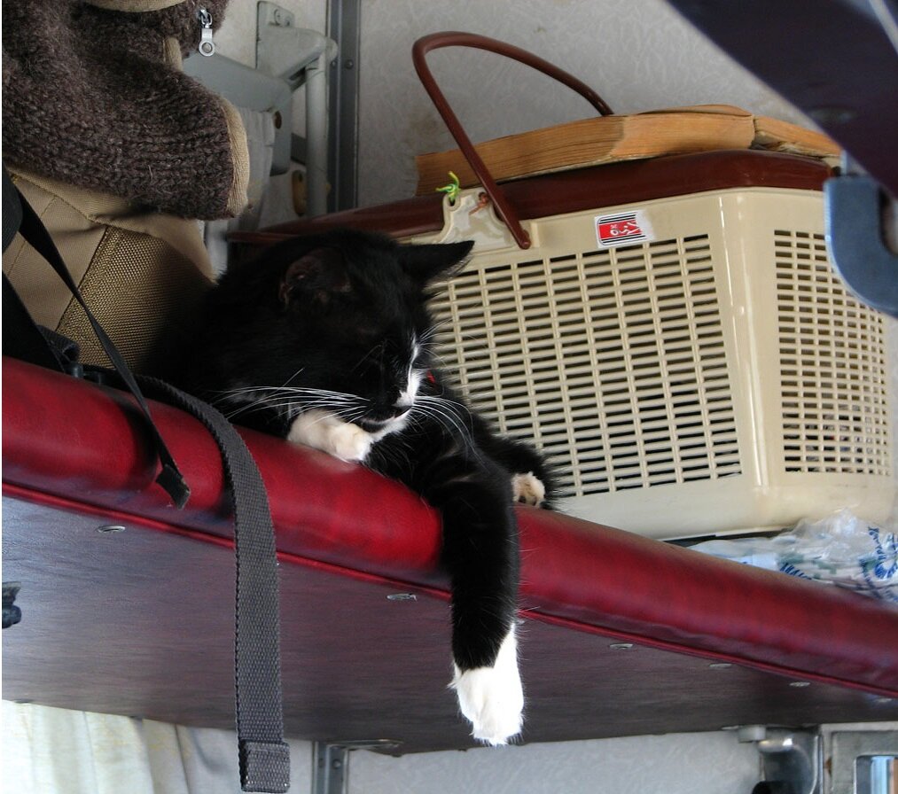 Жизнь кота хороша даже на полке плацкарта. Фото взято с сайта xoxo.ru