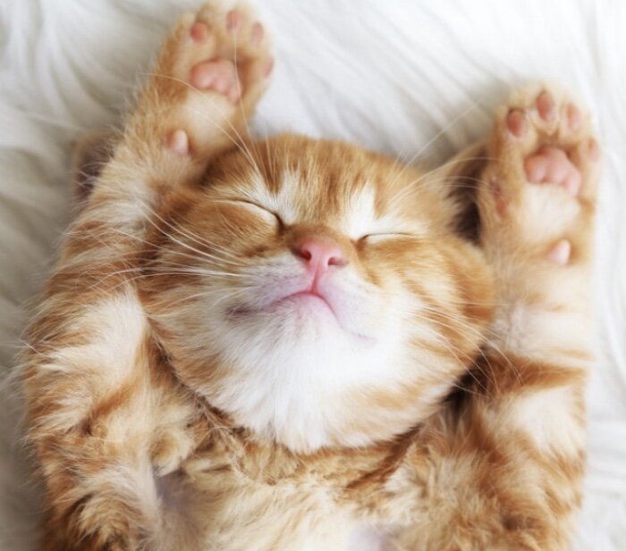 Хроническое апноэ во сне 