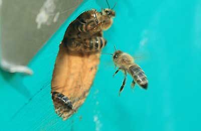 В процессе научно-практических исследований часто бывает необходимо определить летную активность пчел, что обычно делают с помощью визуального учета числа прилетов. Для небольших нуклеусов возможно применение простых автоматических счетчиков движущихся предметов на ИК-лучах. Принцип действия счетчика основан на перекрытии светового потока, идущего от ИК-излучателя на ИК-приемник. Используется свойство микрокалькулятора: если выполнить действие «0 – 1 = (–1)», а затем «(–1) + 1» и потом нажать « = », то сначала появится «0», а затем при каждом последующем нажатии на « = » показания будут увеличиваться на единицу. Таким образом, кнопка « = » является входом счетчика, который будет считать число нажатий на нее. 
