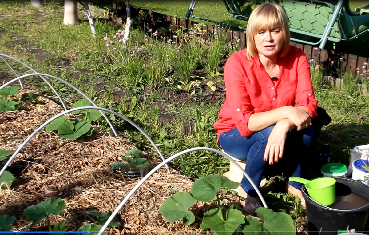 Подкормка кабачков.