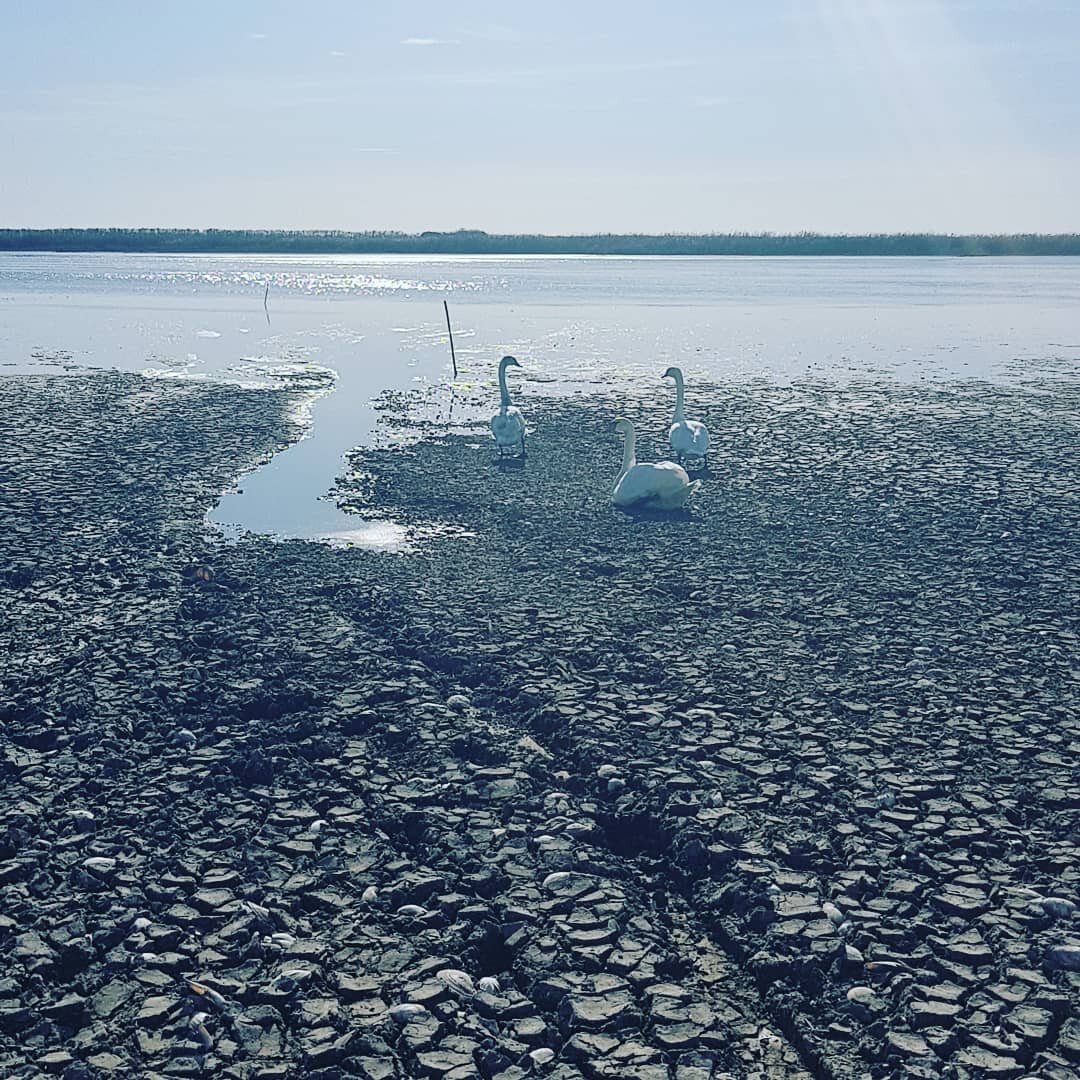 Лиман это пресный водоем или нет. Краснодарское водохранилище пересохло 2020. Обмелевшее Краснодарское водохранилище. Краснодарское водохранилище высохло 2020. Кубанское водохранилище Краснодар.