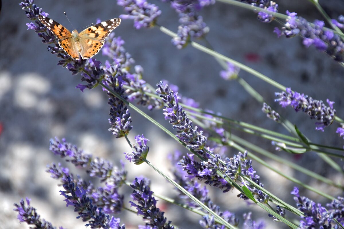Фото:»Италия как на ладони « Слава Богу бабочек они не боятся. 