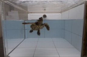 Черепаха в бассейне для испытаний во время дыхания 